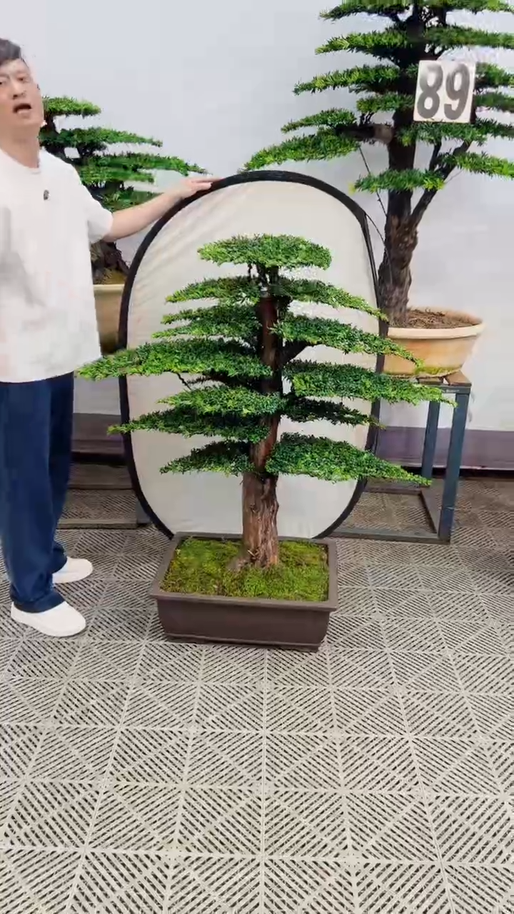 无花朵P***r造型盆景一物一拍