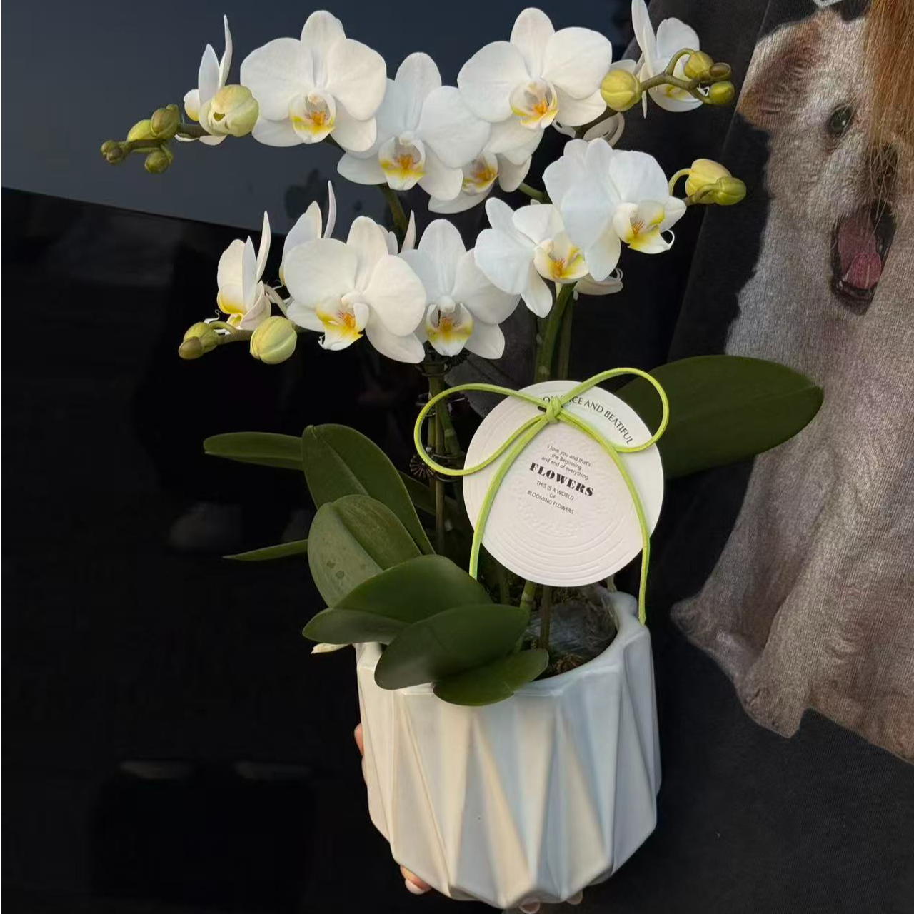 成功【小雪人】蝴蝶兰花卉精致白钻组盆