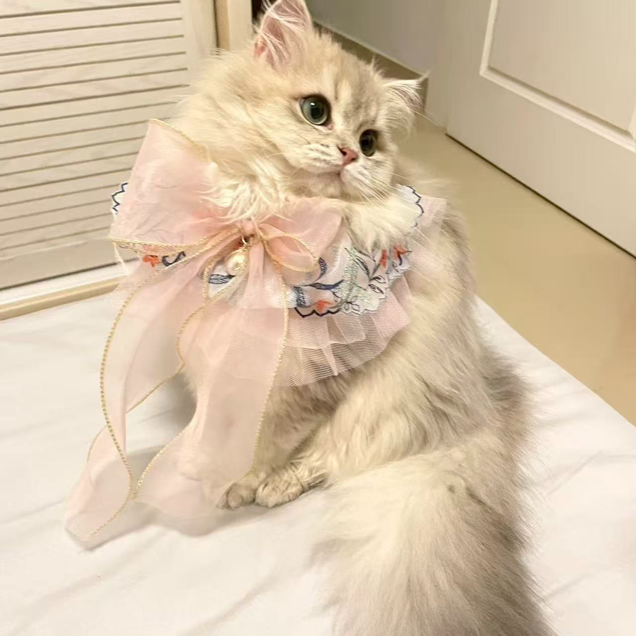 【猫来财】全品类猫咪一对一对接，不喜欢全额退