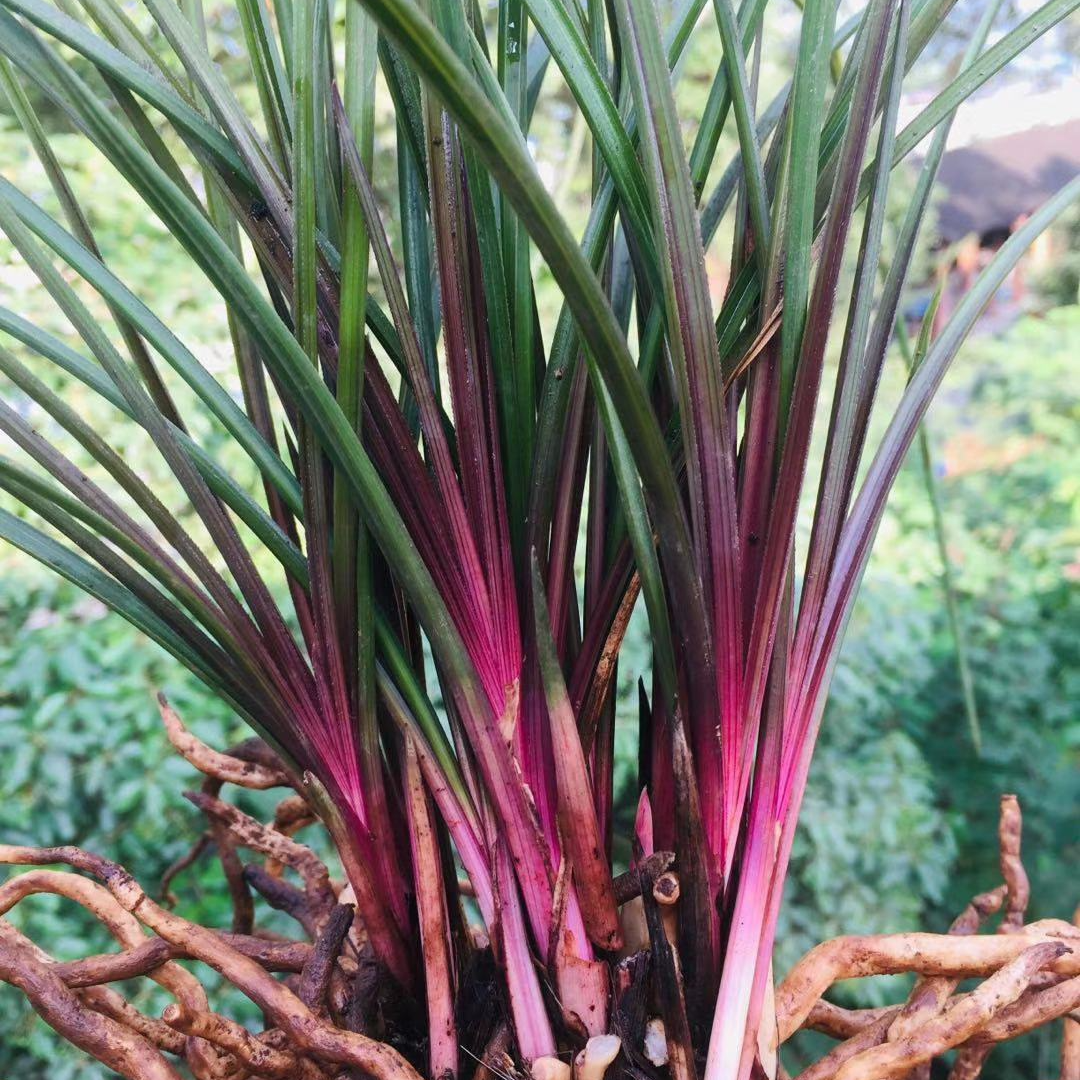 红香妃兰花绽放雅致之选红香妃兰花红香妃兰花