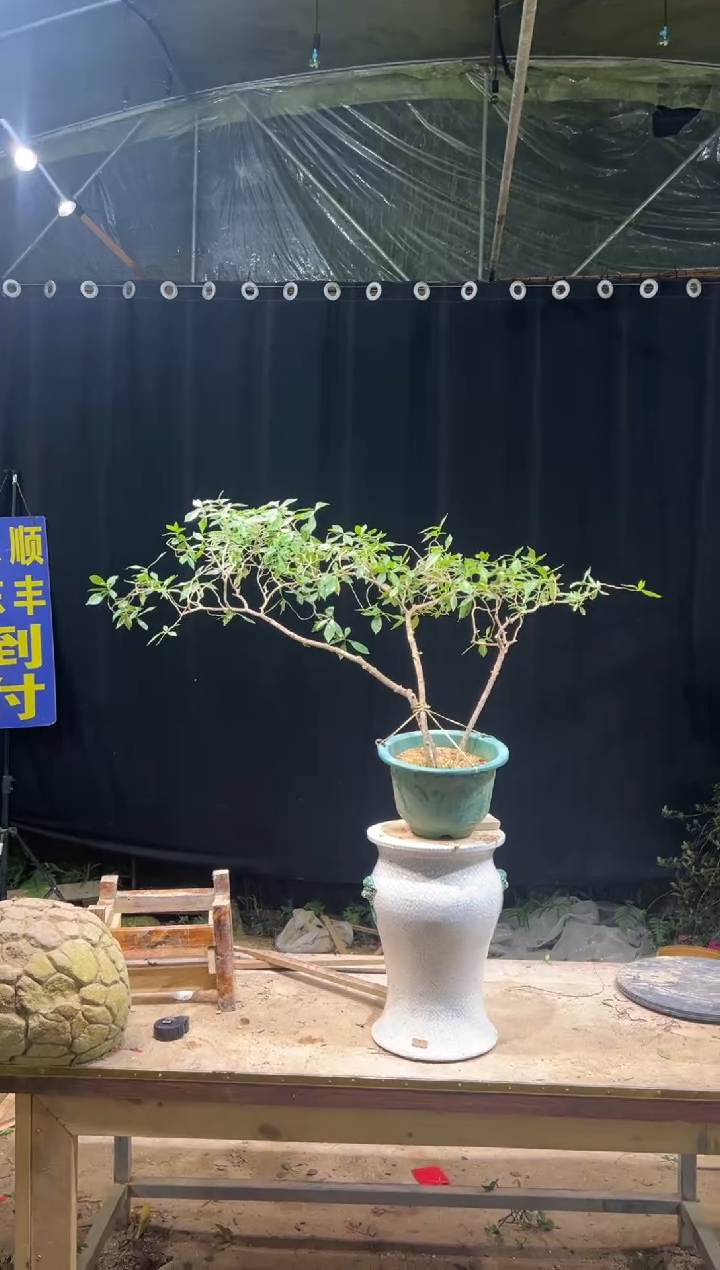 完全开放逸*亭海岛栀子花