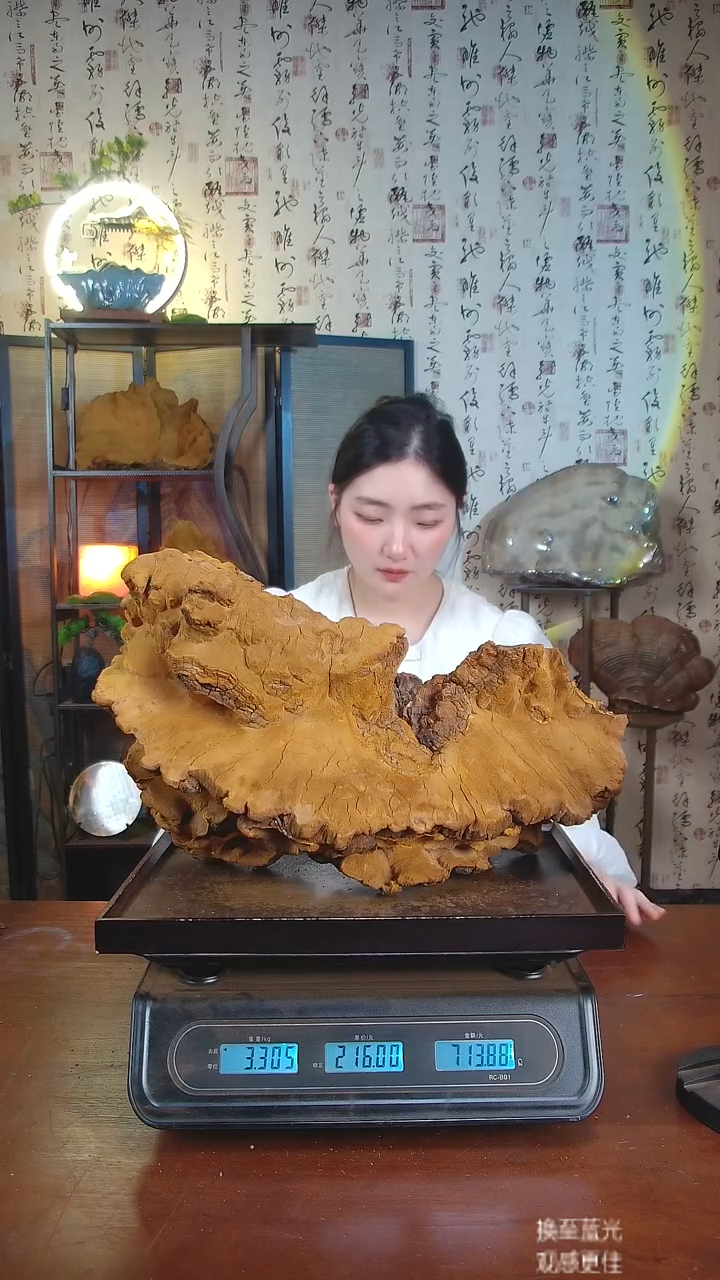 松针层孔菌中国大陆【藏区 野生】松树桑黄（6.61斤）70-80年份