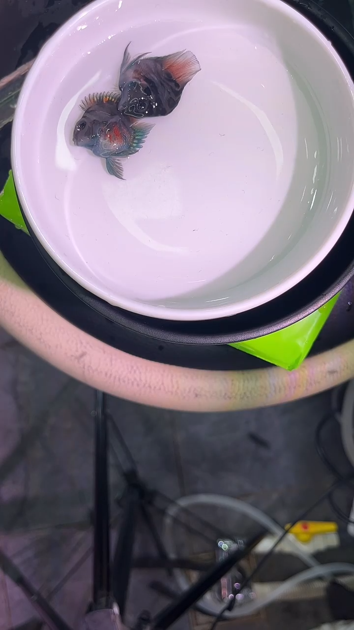 鹦鹉鱼123132123123