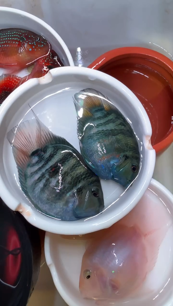 鹦鹉鱼宝蓝一对迷你鹦鹉