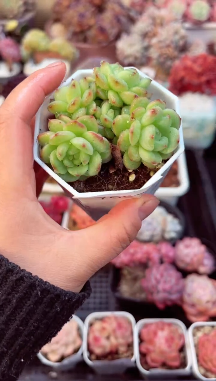 【闪购商品】7657群生灯泡珍妮多肉