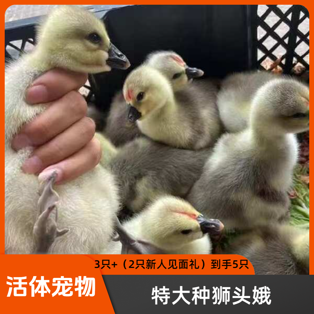 2号链接(一斤）（狮头）娥顺丰速运包邮宠物活体禽类活体