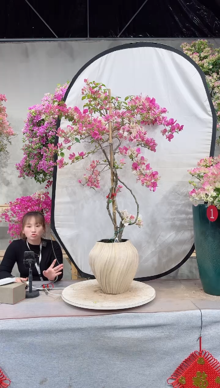 【闪购商品】盆景漳红缨