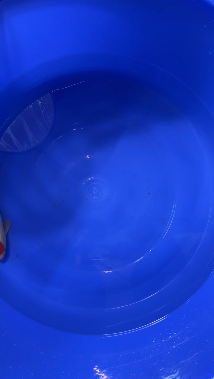 锦鲤活体二号链接