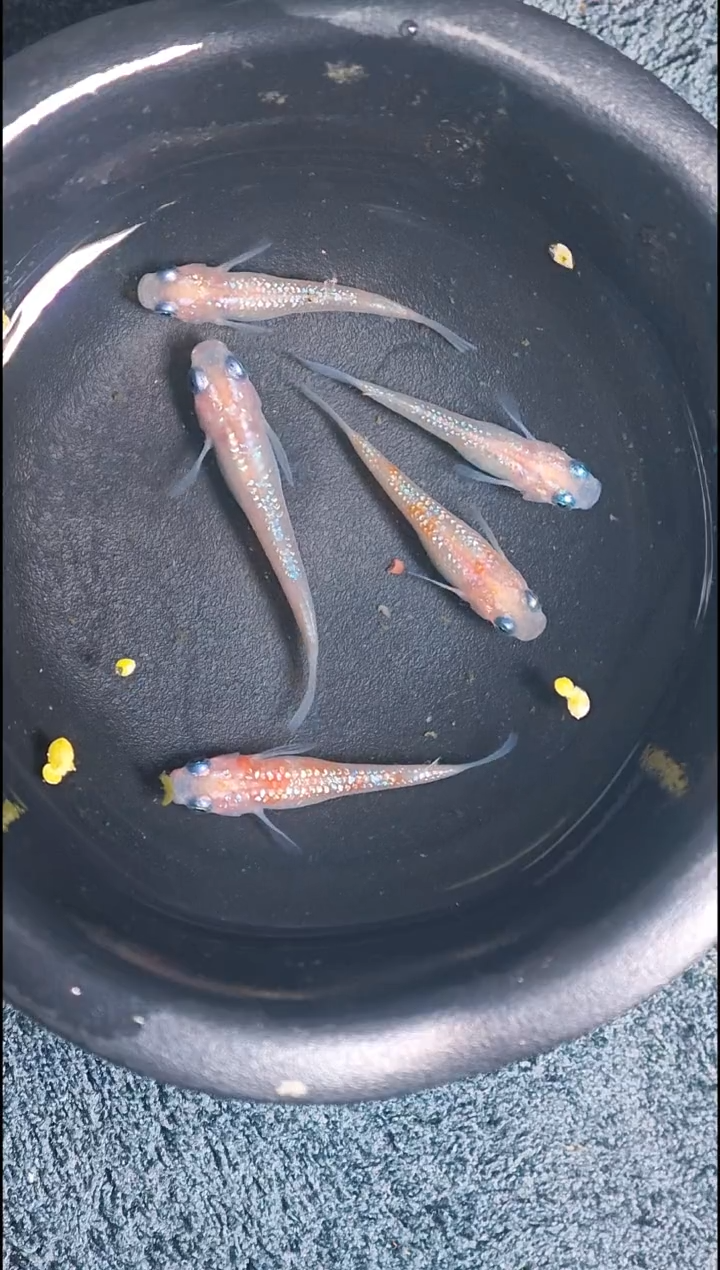 青鳉鱼观背青鳉23