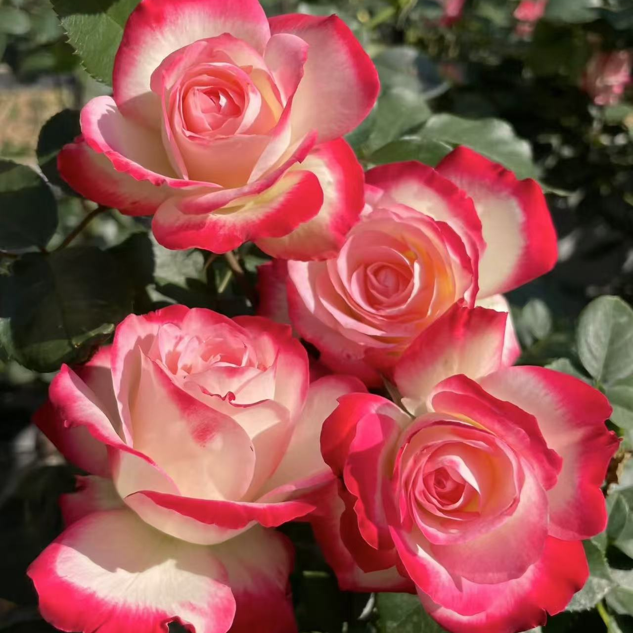 【摩纳哥公爵中苗】四季灌木