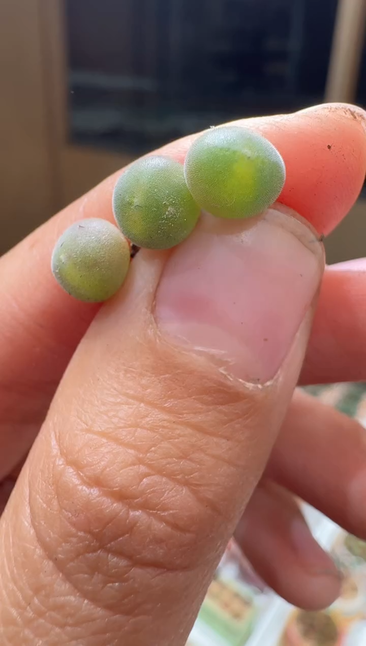 203多肉植物肉锥猫头鹰空蝉一颗