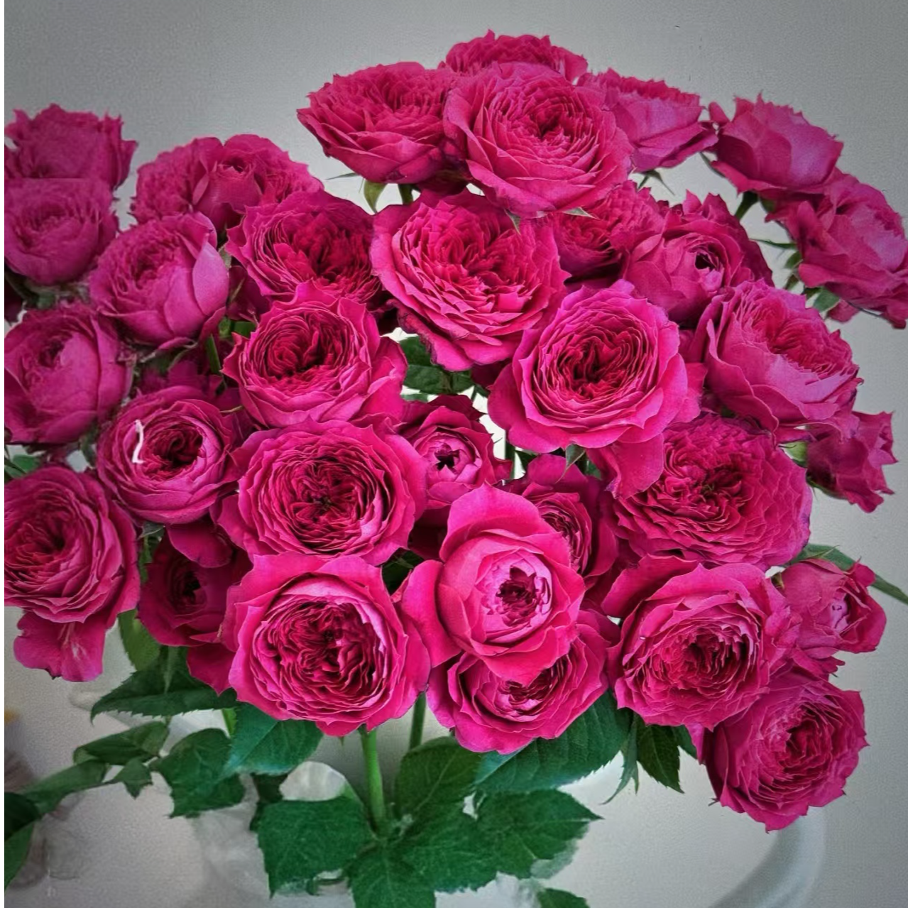 【独鬏鬏优选】云南鲜花 [香草] 多头玫瑰 现摘鲜活 顺丰配送