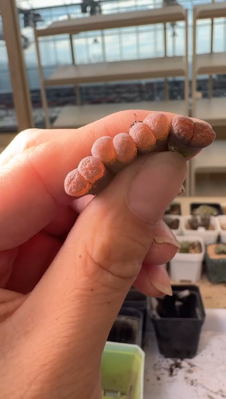 24-223多肉植物肉锥