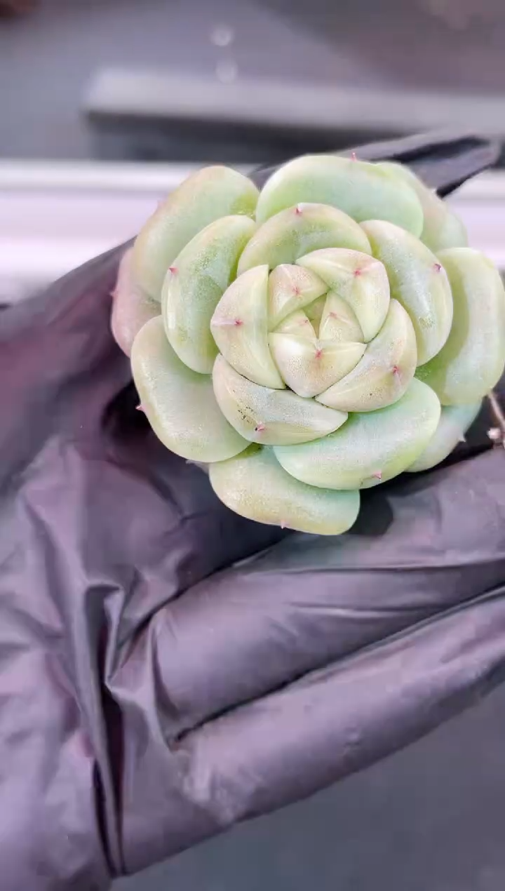 闪购2006  翡冷翠多肉一颗  3.8厘米