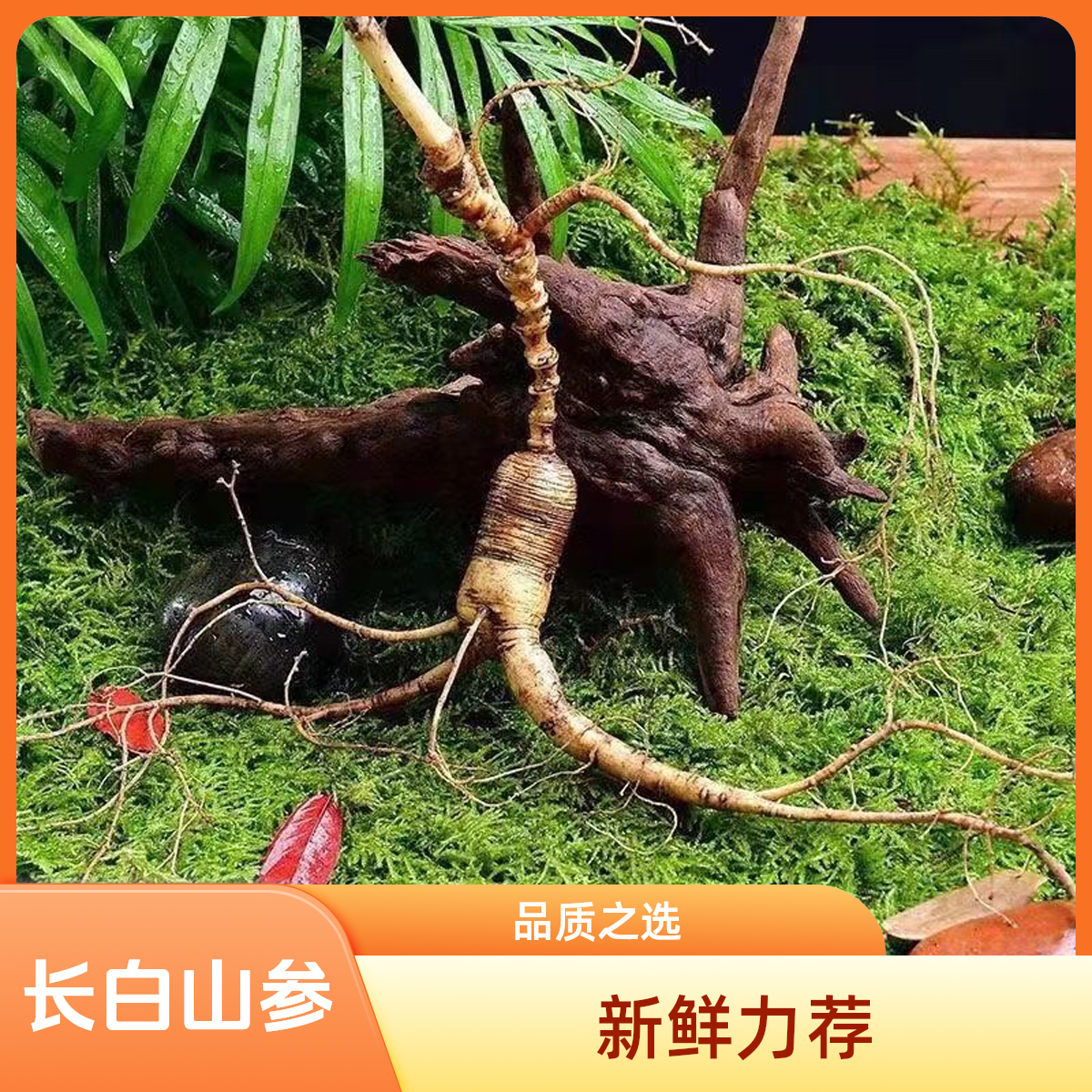 虹妍长白山鲜人参东北林下参改价链接一物一拍 实物以直播间为准