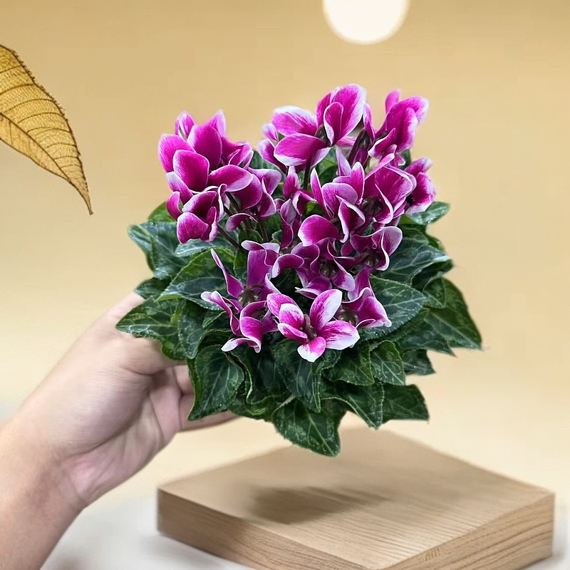 【胖胖】富士紫罗兰~一代微型迷你仙客来带花带花苞发货