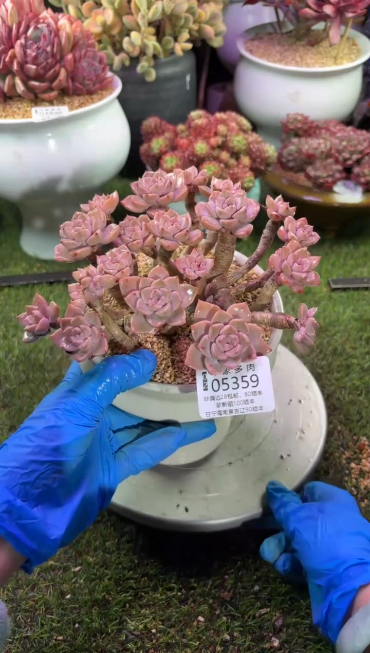 【闪购商品】05359