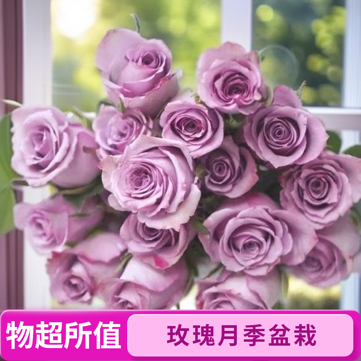 紫霞-蓝紫色切花玫瑰月季