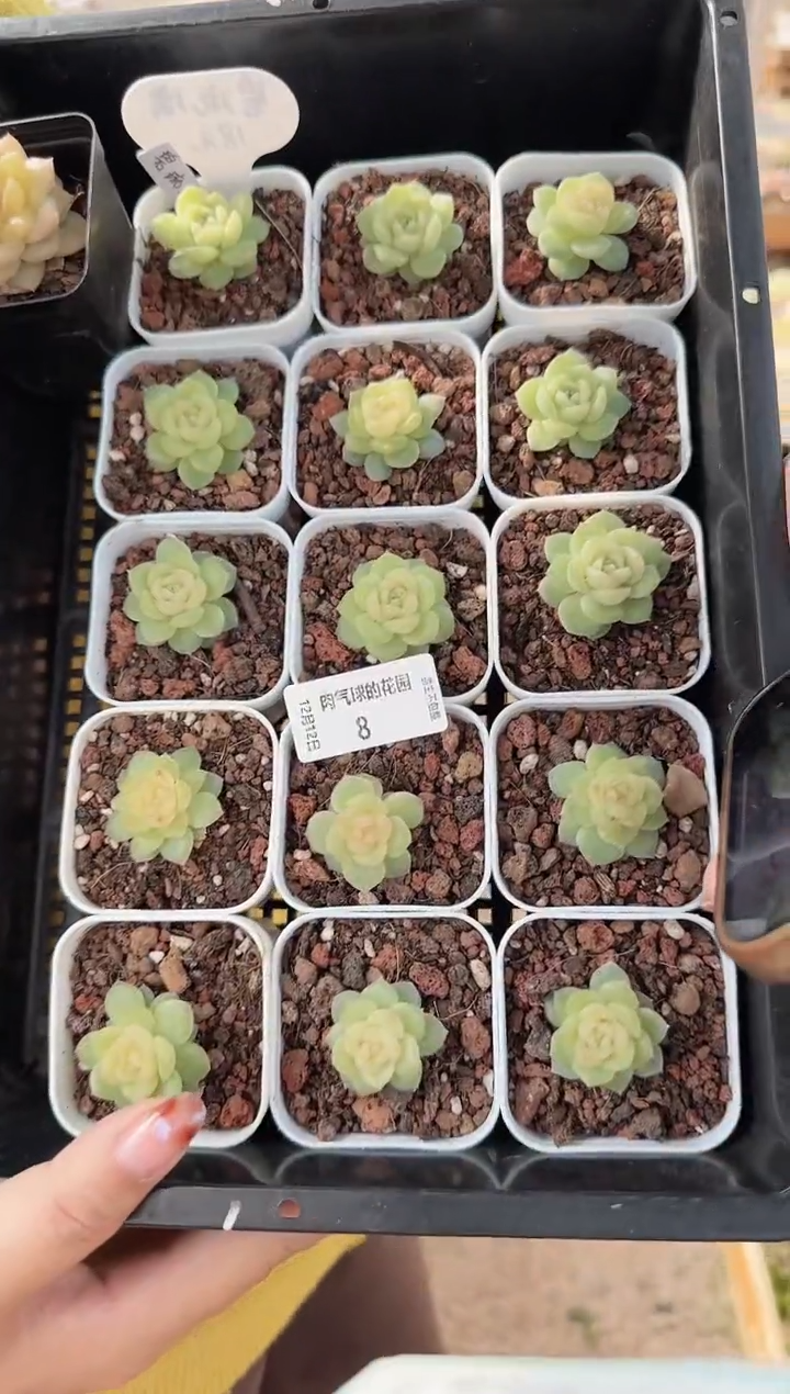 1212-08碧琉璃多肉量拍任意发一颗群生不包整