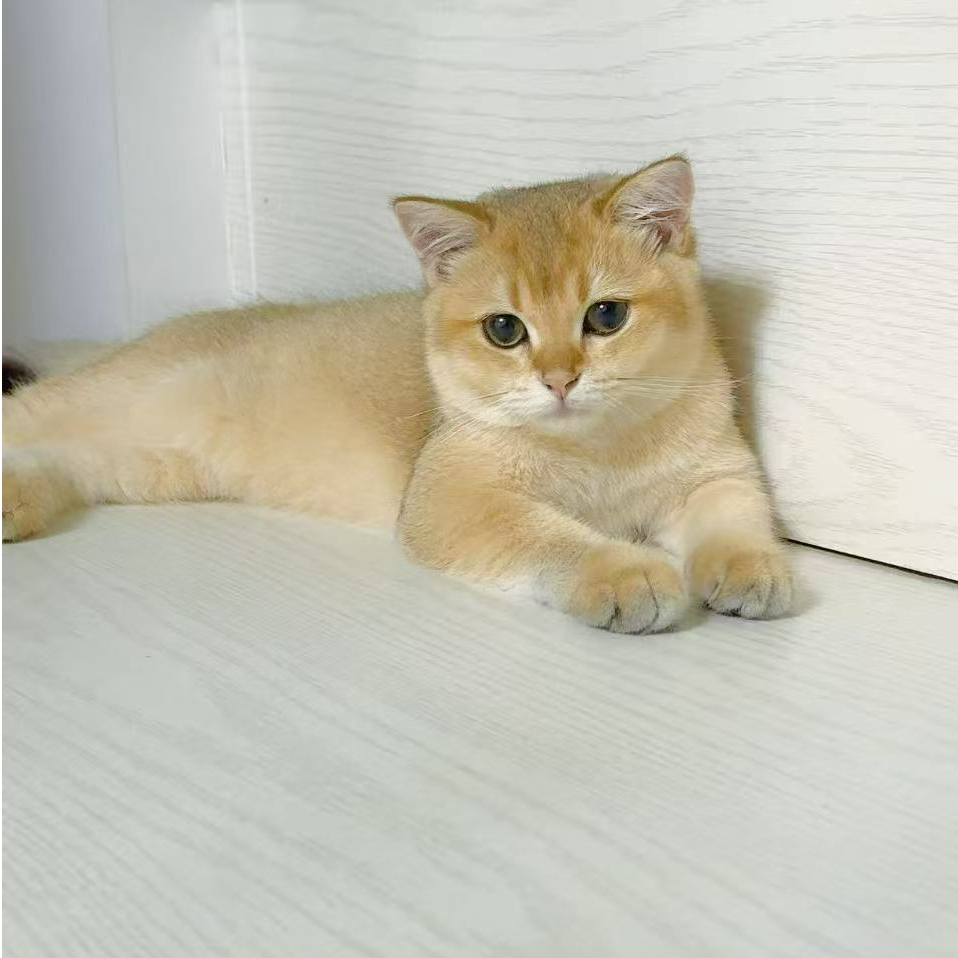（亲爱家）T猫咪活体
