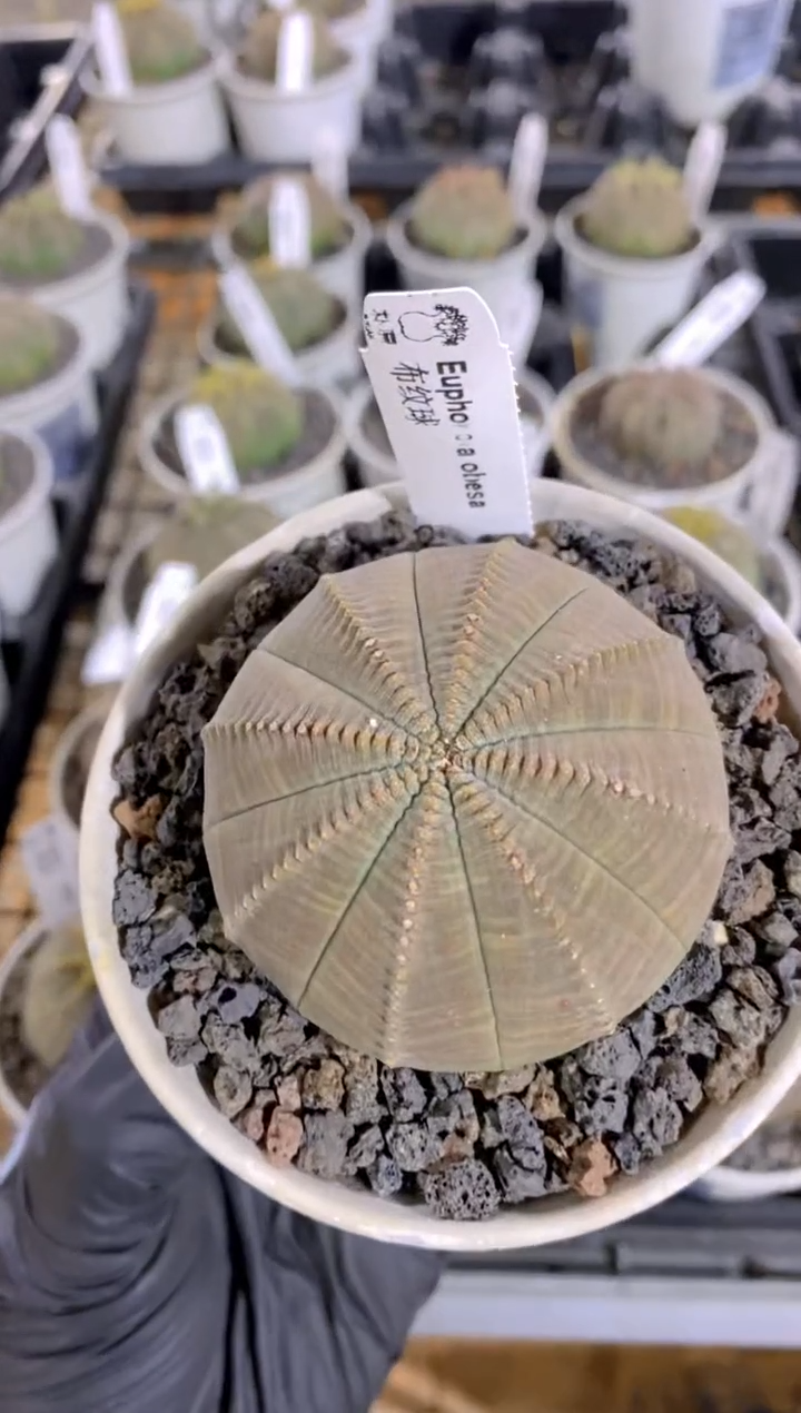 【闪购商品】布纹球FA-9867