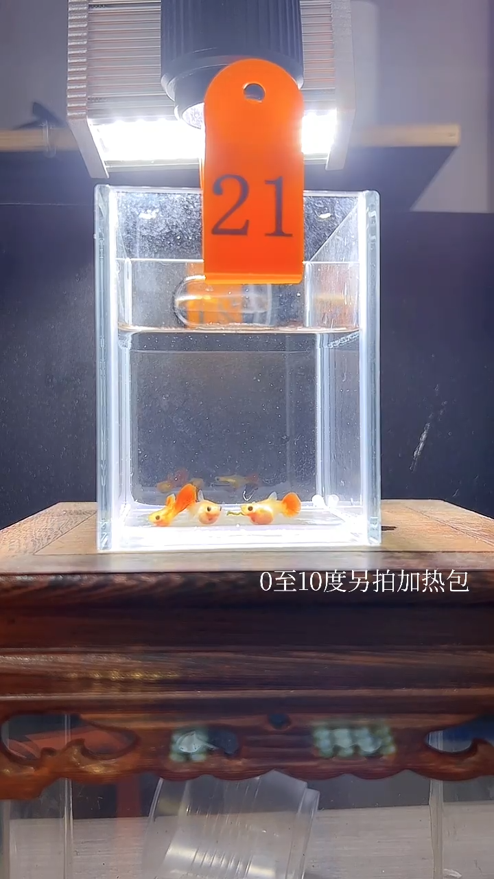 孔雀鱼银河普通体21