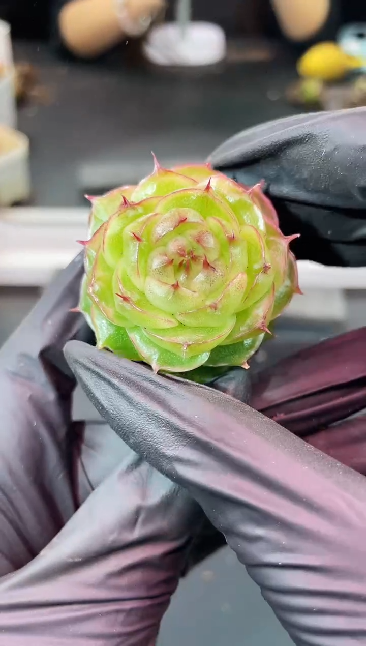 闪购1532   极光多肉一颗 