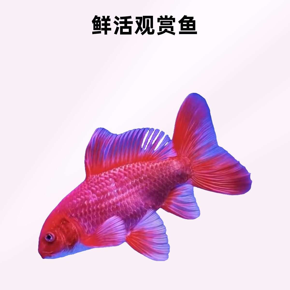 直播间商品改价专用链接