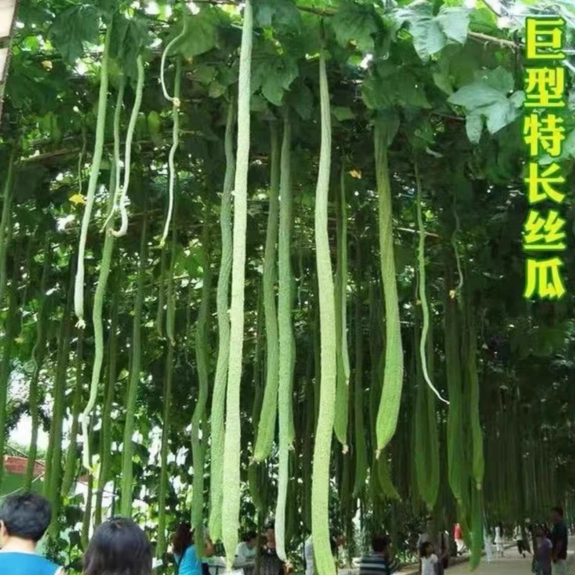 【L】特长丝瓜种子特长丝瓜四季种植庭院阳台种植商品图
