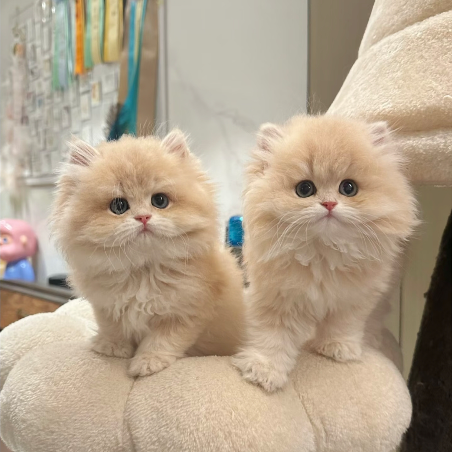 好运猫咪一猫一拍（运费猫咪购买自理猫咪购买