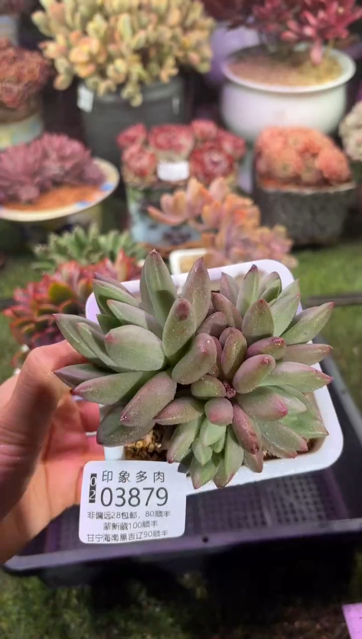 【闪购商品】03879