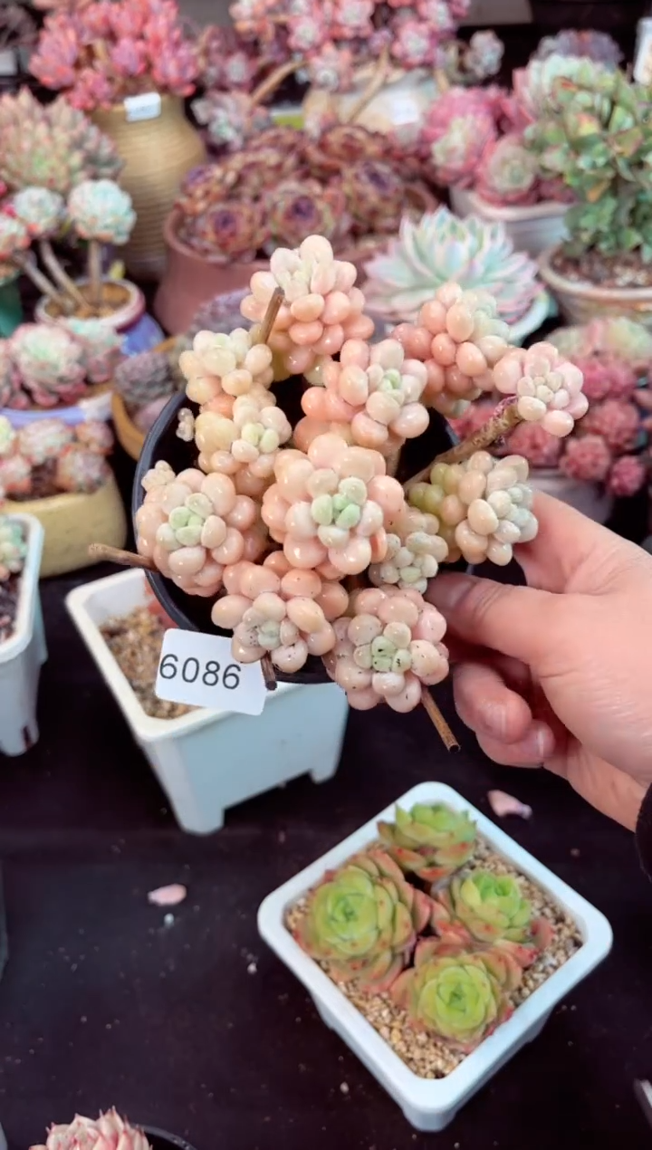 【闪购商品】6086群生洛可可多肉