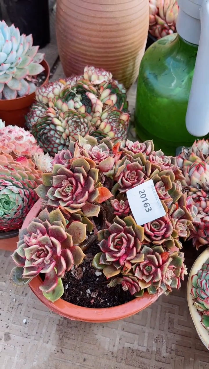 【闪购商品】20163