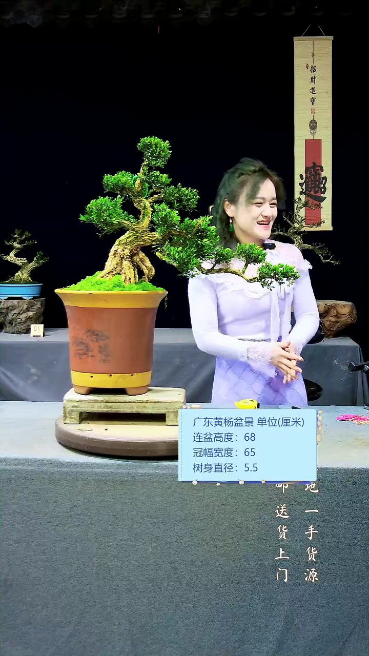 【闪购商品】雀舌黄杨盆景雀舌黄杨盆景