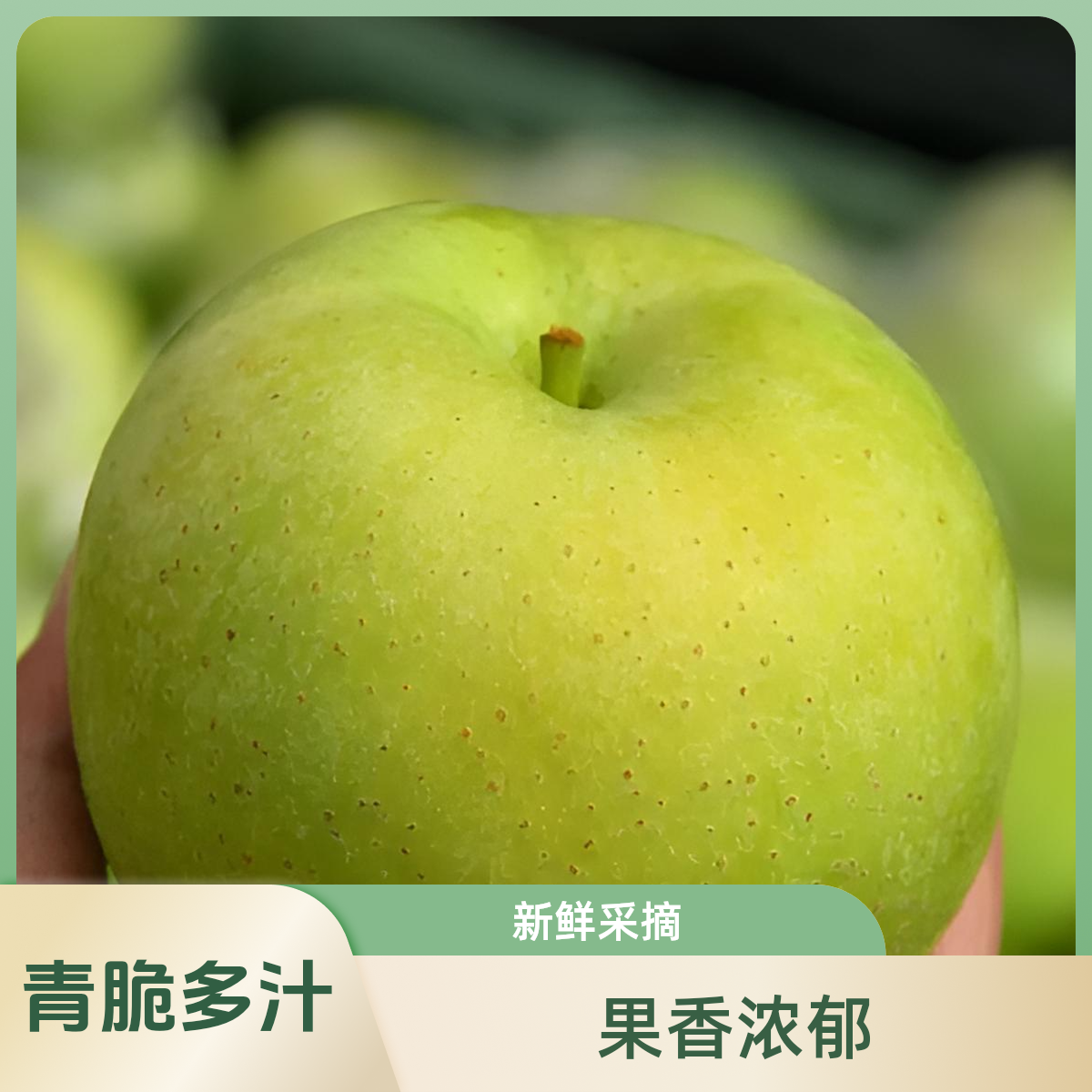 【丁果鲜生】新疆王林苹果瑞雪苹果净重3.5斤新疆维吾尔自治区