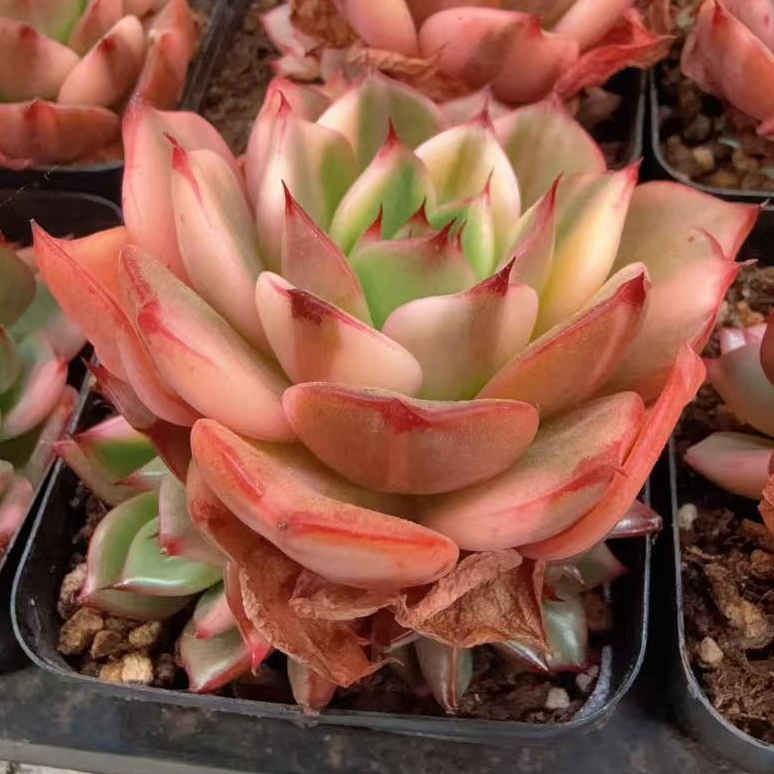 70#弗朗明戈锦小群（4-6cm）脱土