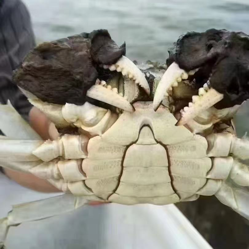 【活蟹】兴化红膏大闸蟹公蟹(8~9只） 3.8两~4.1两 九Z 顺风冷链直发