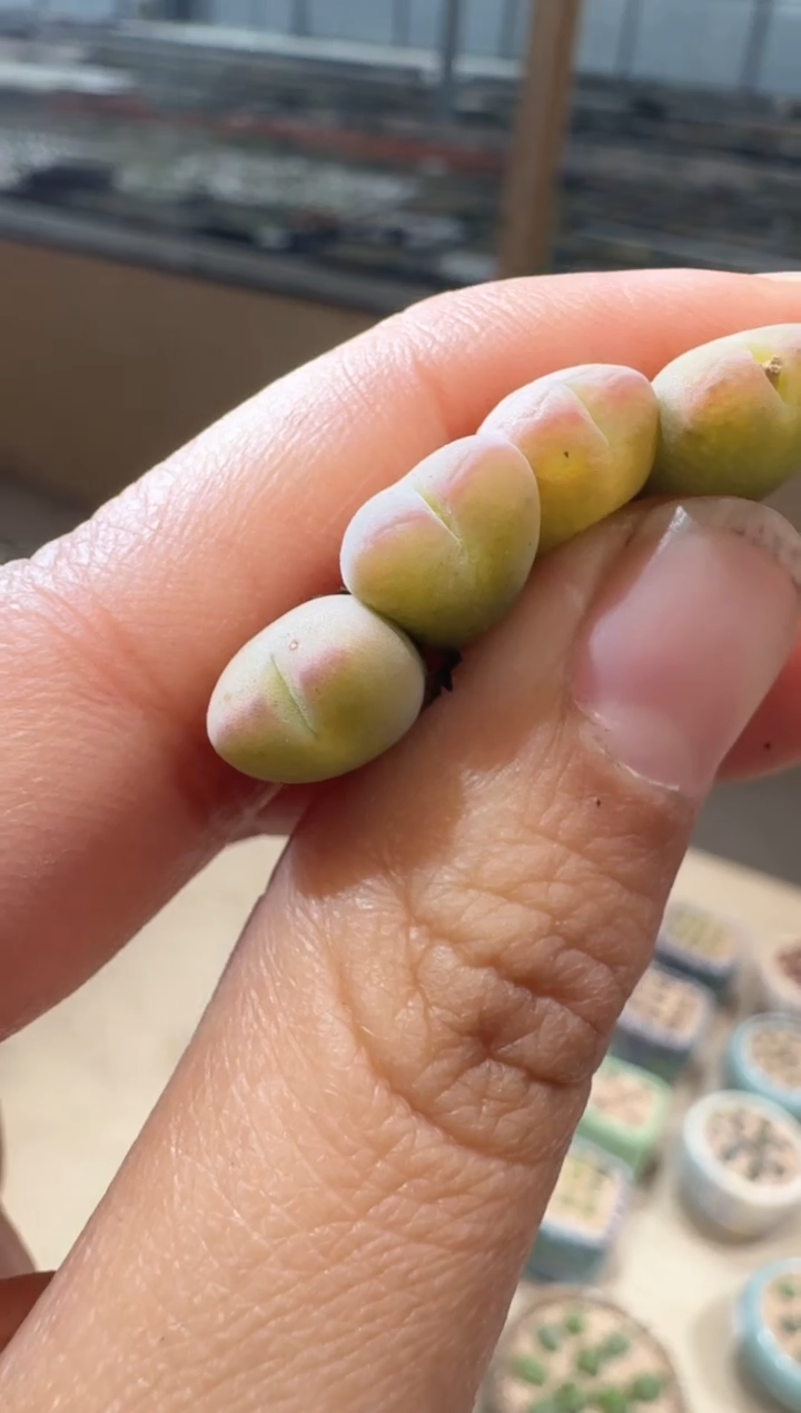 12-17多肉植物肉锥杂交一颗