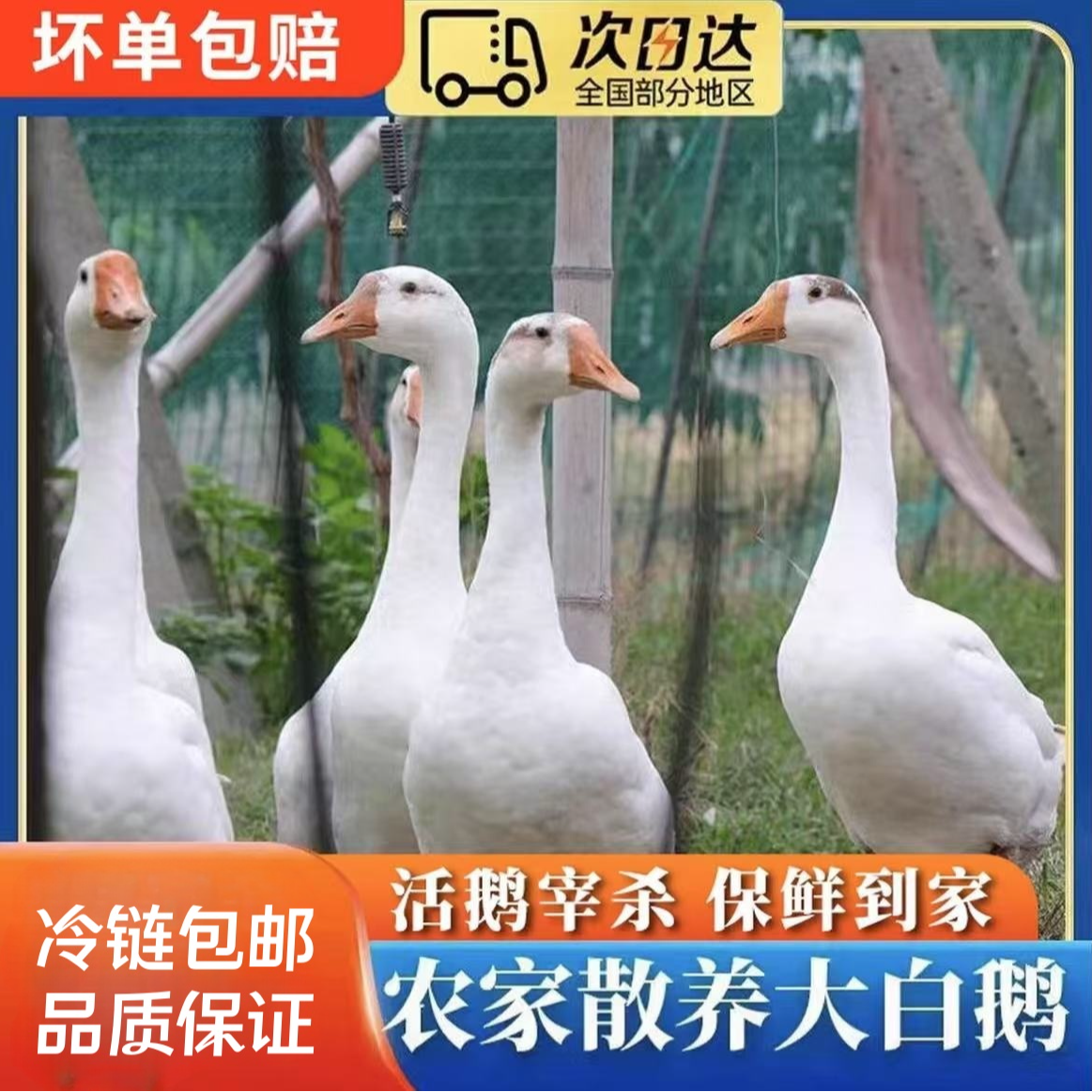 【A1】农村大白鹅 土大鹅 单只净重9-10斤 杀好带心肝 