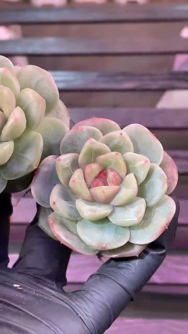 35-20 血色翡皇3-4厘米量拍发一颗