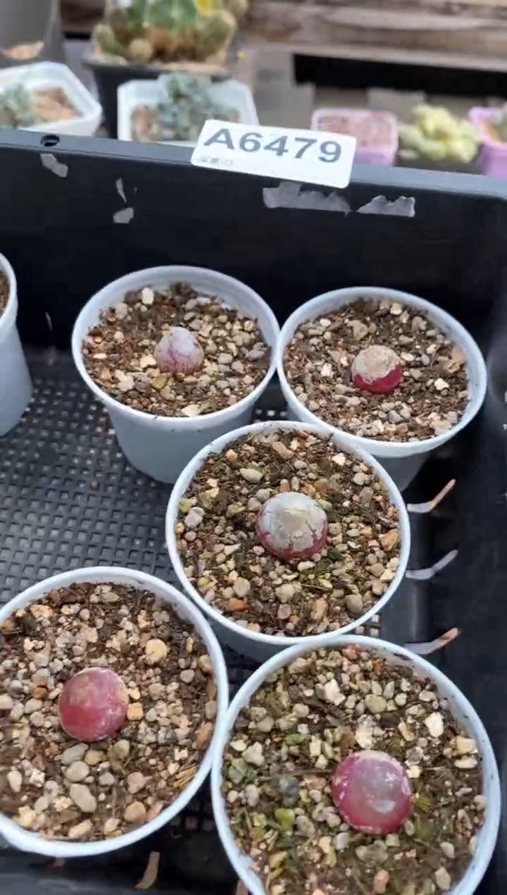 【闪购商品】6479直播一物一拍