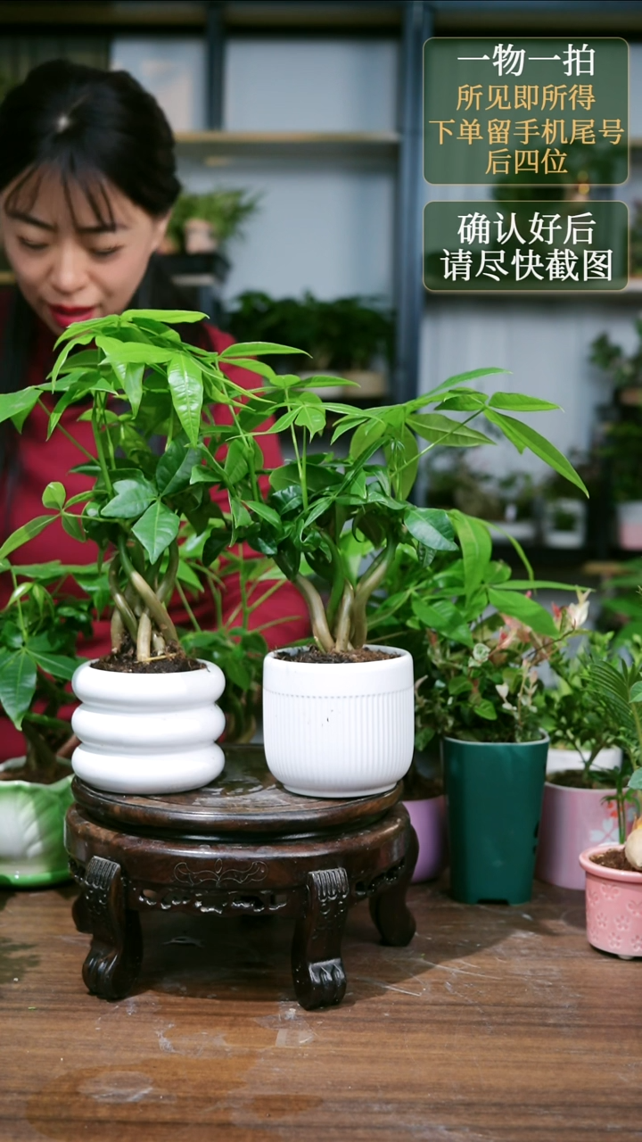 1--发财树  盆随机