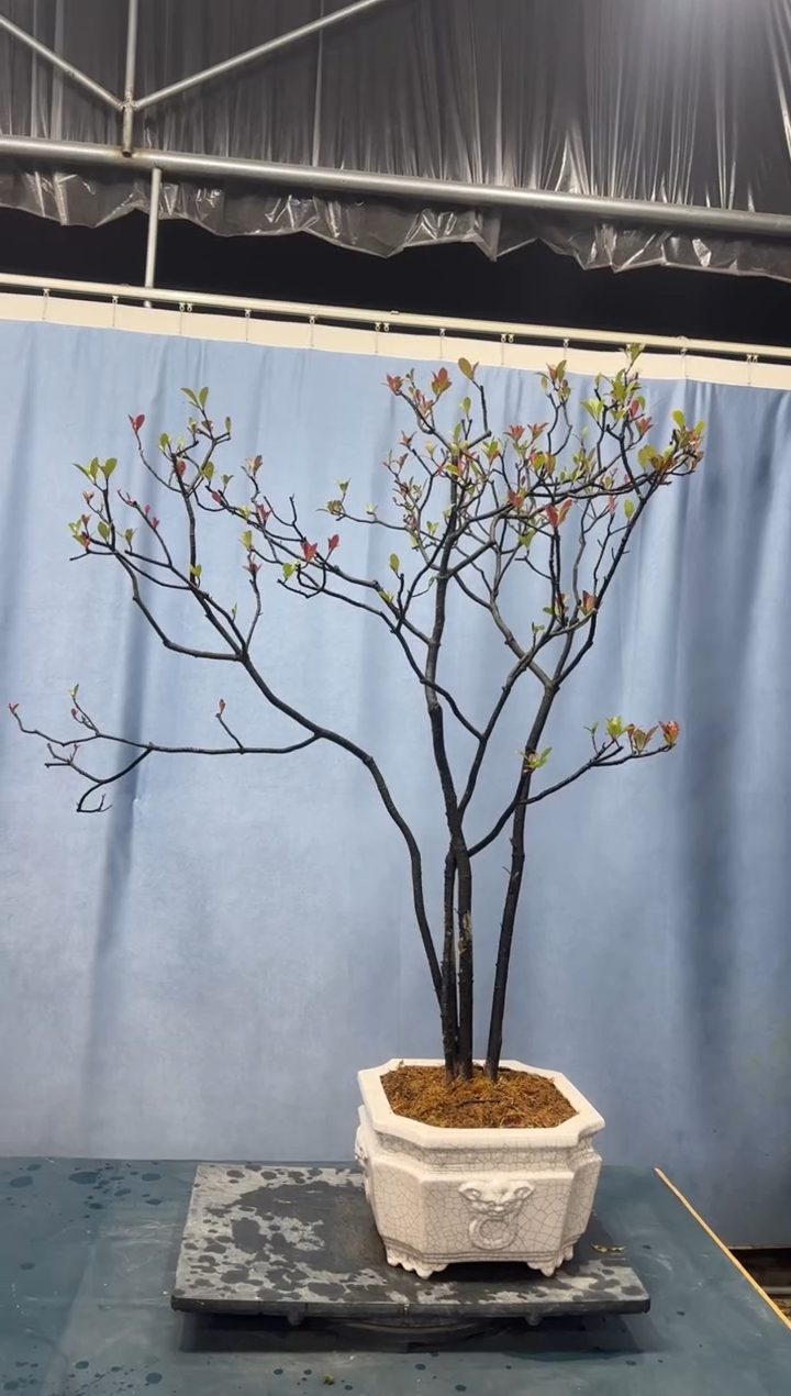 【闪购商品】盆景春花