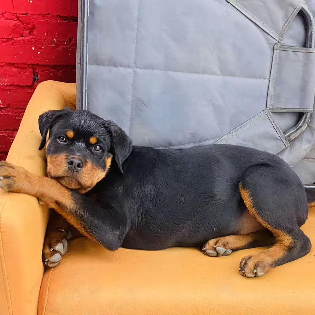 罗威纳幼犬家庭陪伴护卫犬