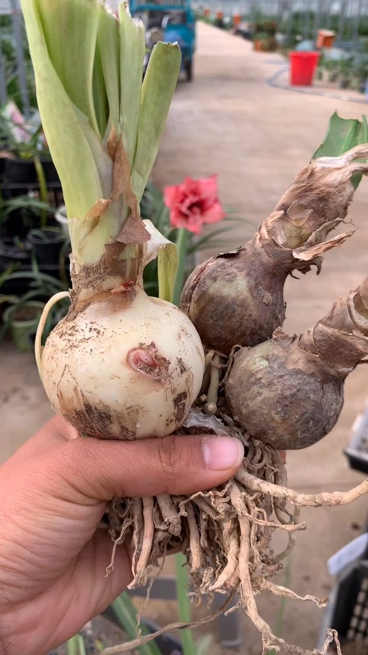 当前无花栽培后可以开花汤姆6cm加两个小球