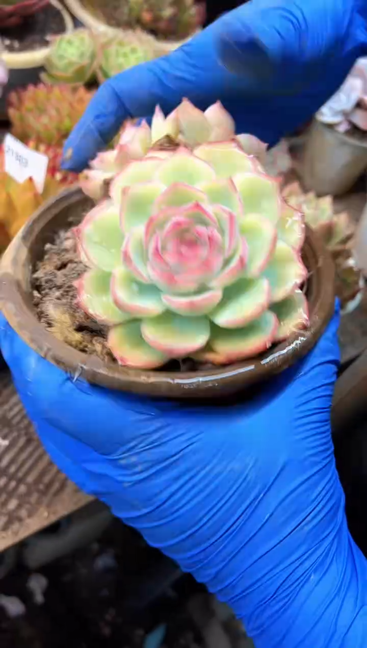 浅*多肉植物一物一拍21384