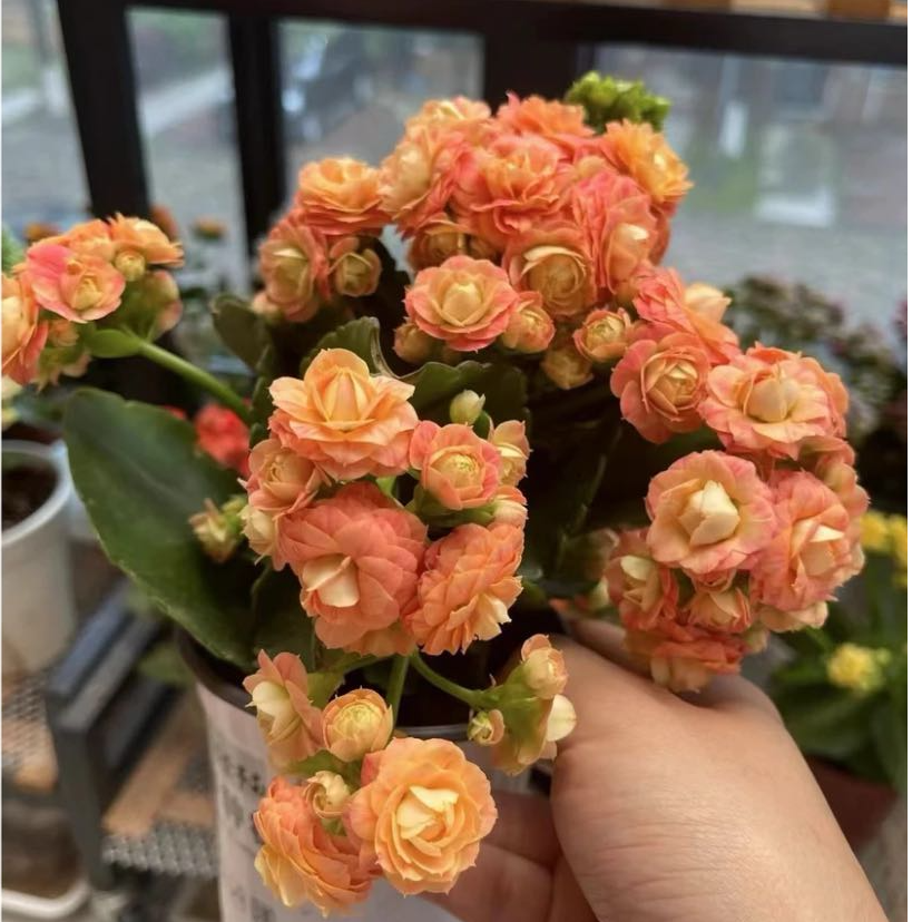 长寿花超大盆重瓣植物室内净化空气提高空气质量(花盆随机发货)