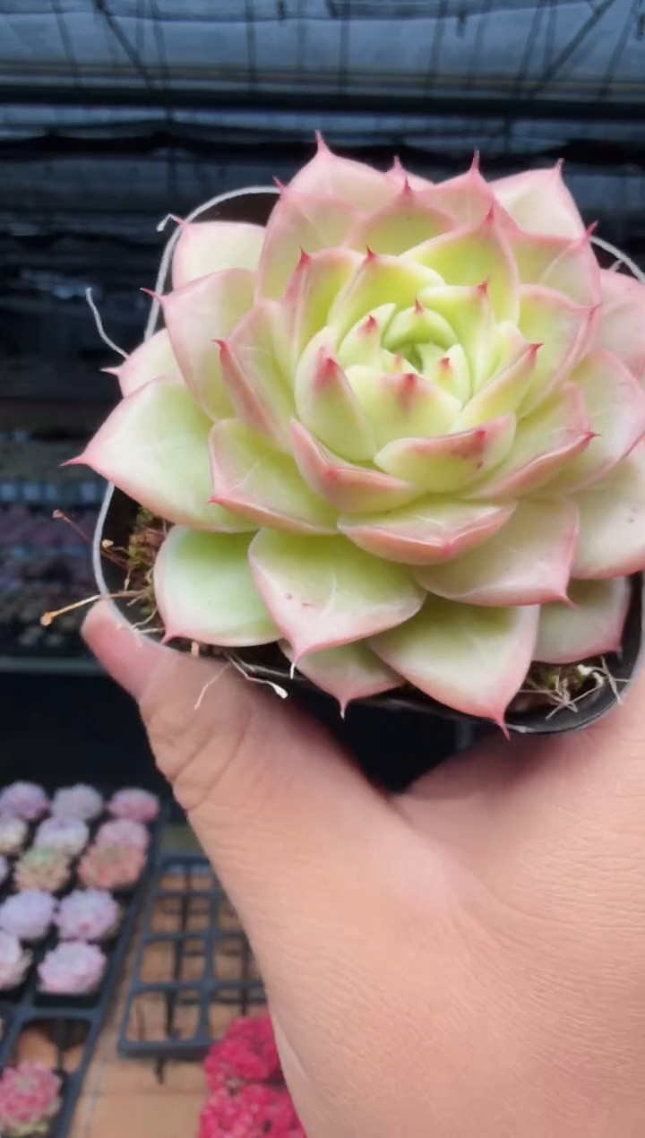 东云多肉园新款-560