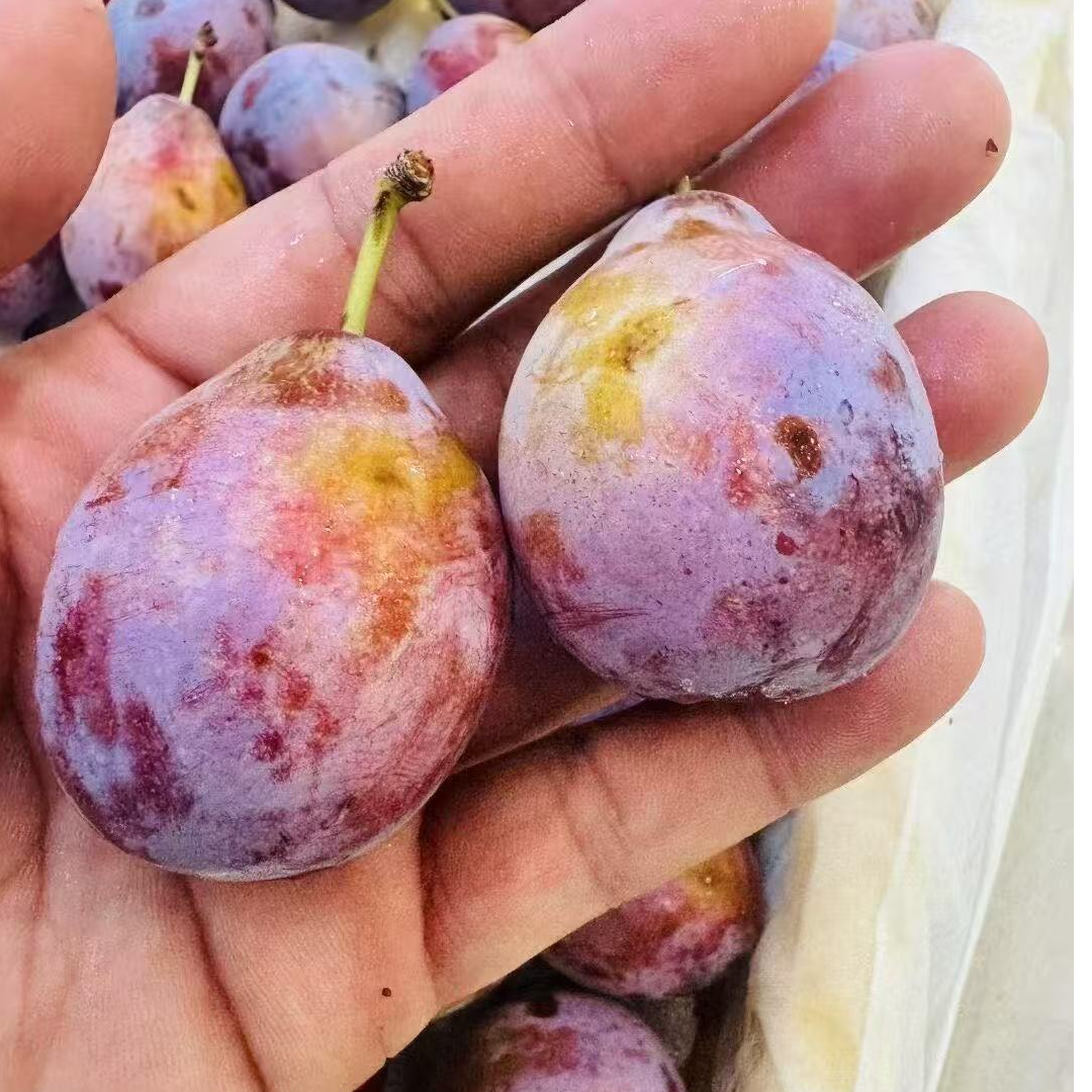 新疆伽师西梅