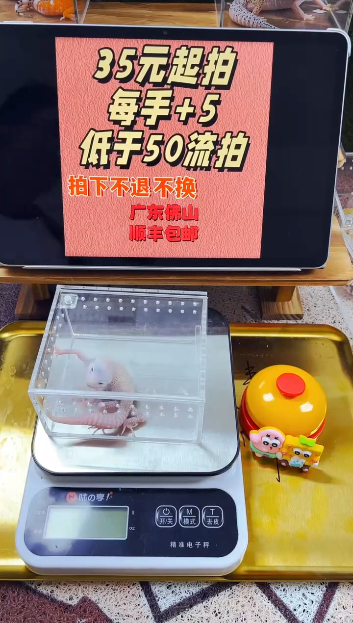 豹纹守宫高端豹纹守宫可爱健康